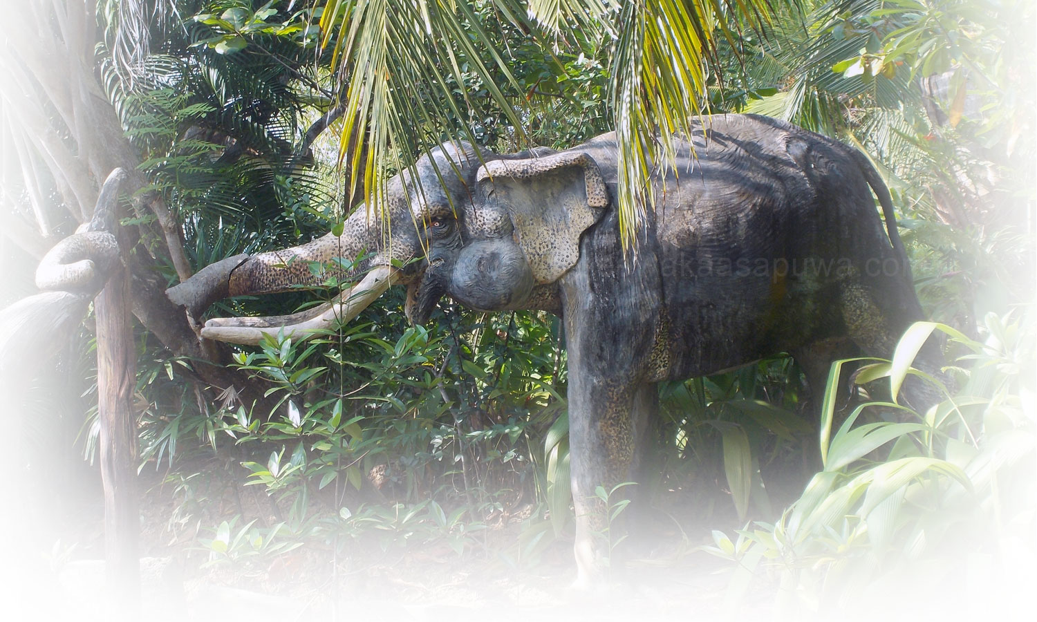 ayurveda treanments in Sri Lanka, ayurveda behandelingen in srilanka